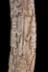Altar Tusk