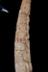 Altar Tusk