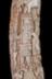 Altar Tusk