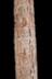 Altar Tusk