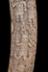 Altar Tusk