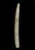 Altar Tusk