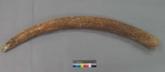 Altar Tusk